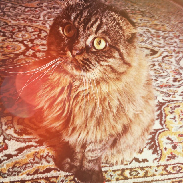 Коты и Кошки