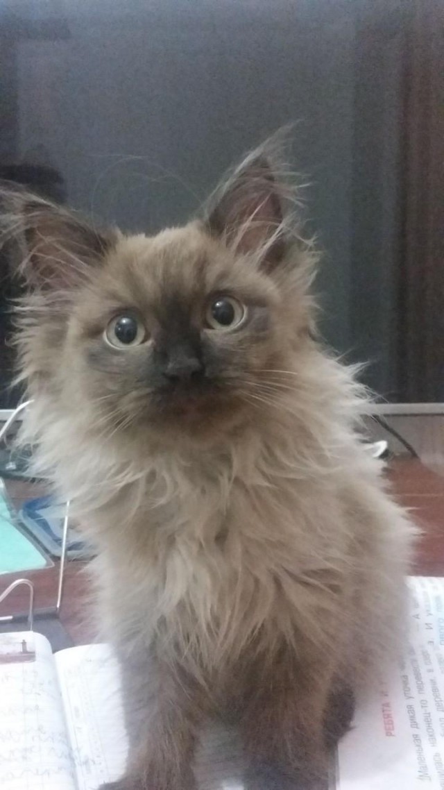 Коты и Кошки