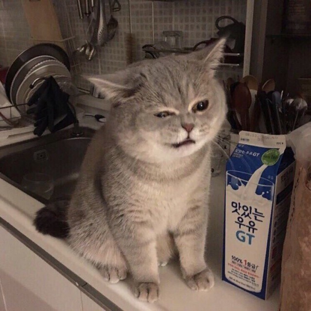 Прикольных котов пост