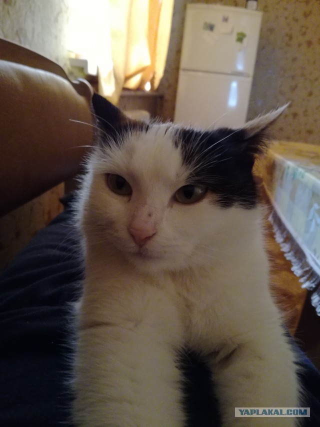 Котовторник 20.02.18