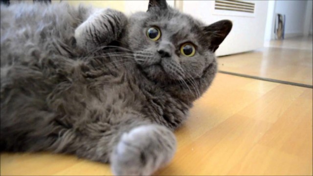 Прикольных котов пост