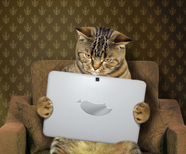 С котом по жизни