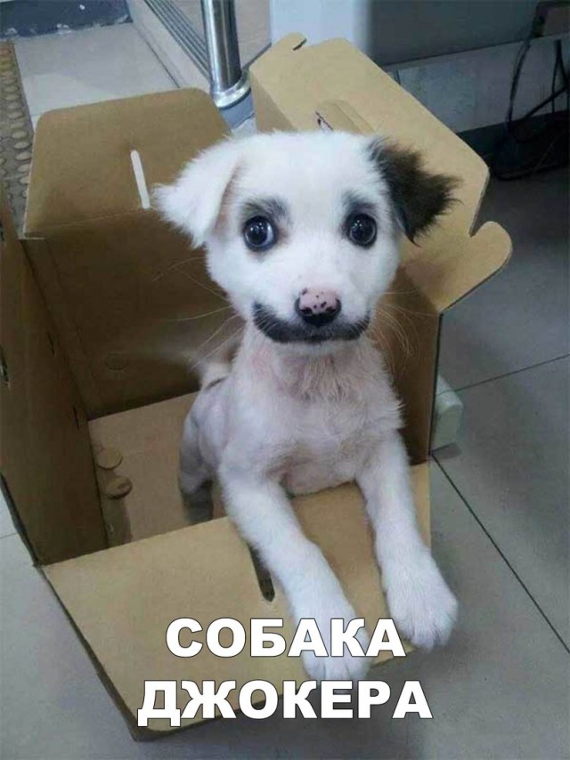 Прикольные картинки абавсём