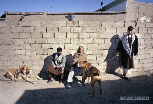 "Культура" собаководства в Афганистане