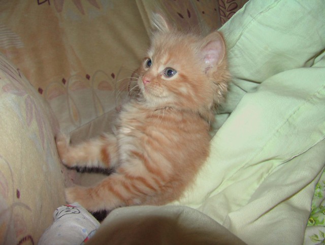 Котовторник 4.01.2011 - первый котовторник года