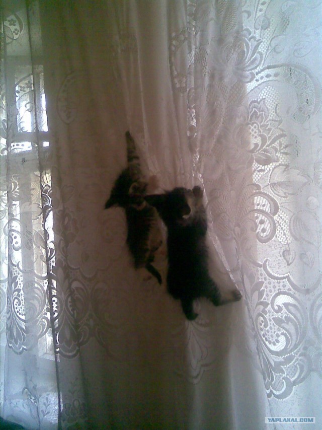 Пятница. Коты vs собаки.