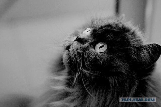 Котовторник
