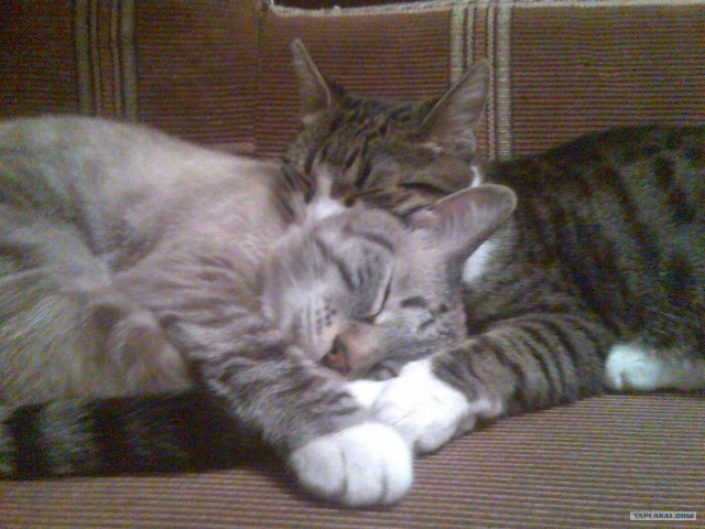 Котовторник 22.11.11