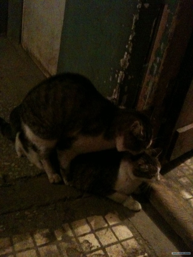 КОТОВТОРНИК (6.03.2012)