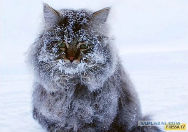 Кот впервые увидел снег