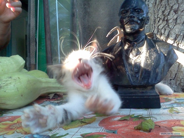 Котовторник  4.09.12