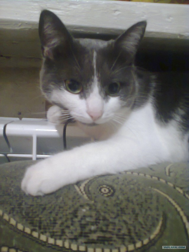 16 лучших котов сезона