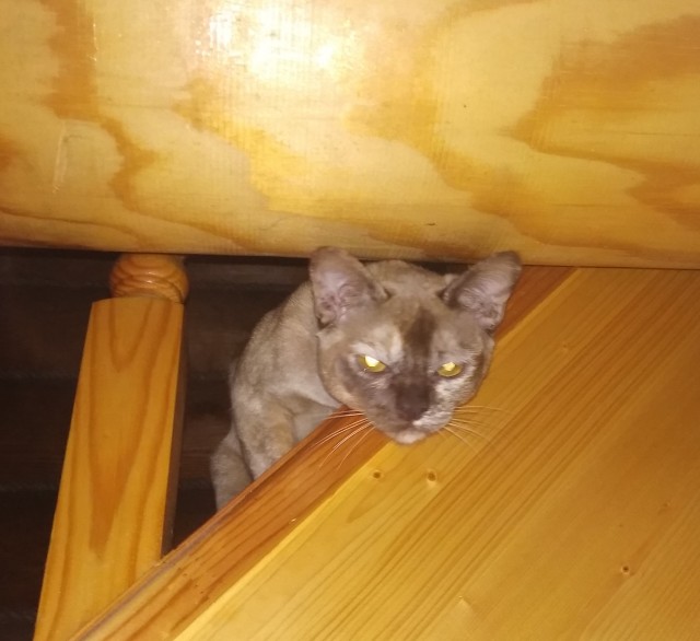 Взгляд хищника