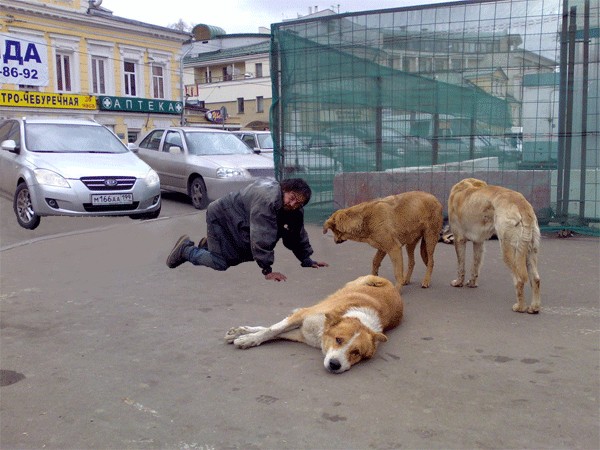 Лучший друг человека.... или наоборот!?