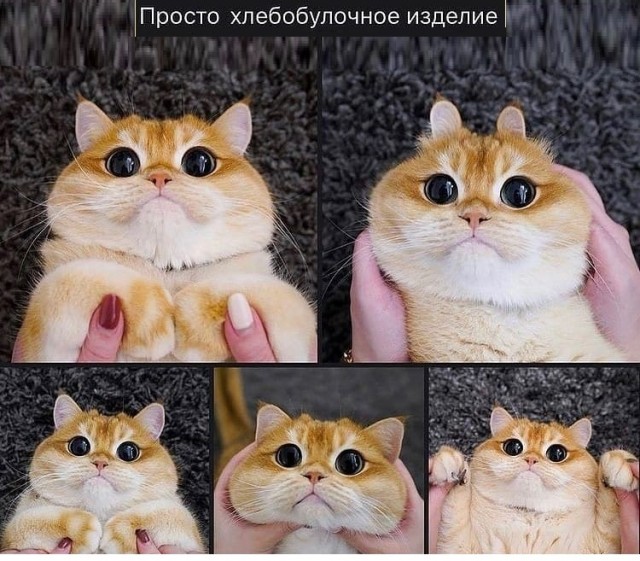 Картинки с надписями и котами