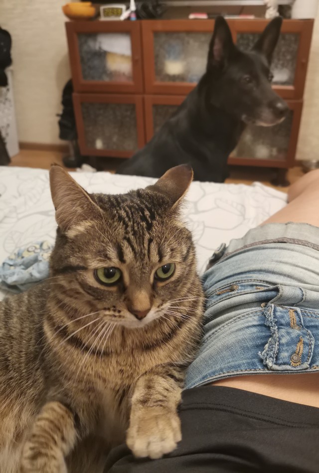 Котовторнику быть!