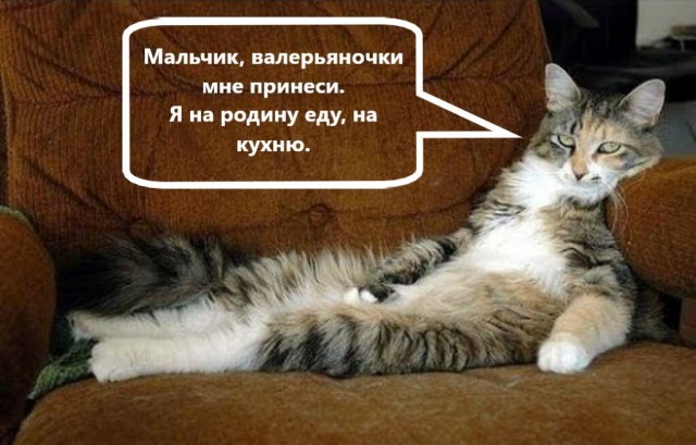 Теперь только этот корм