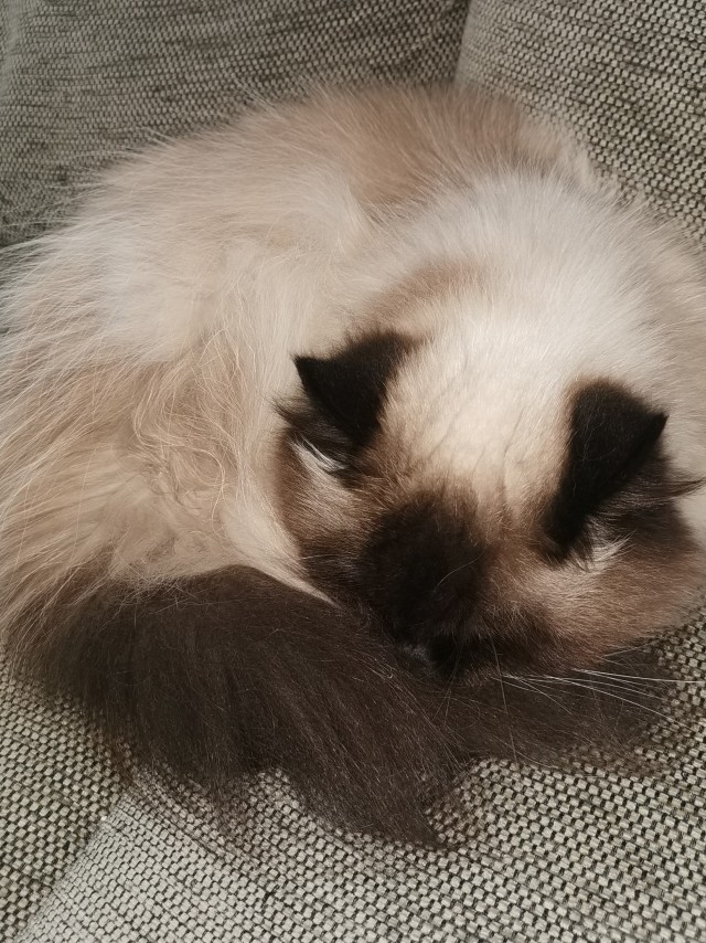 Вторник. Кото-вторник...