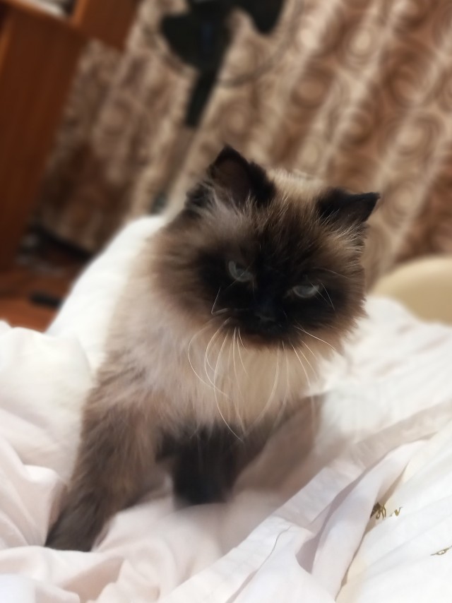 С котовторником!