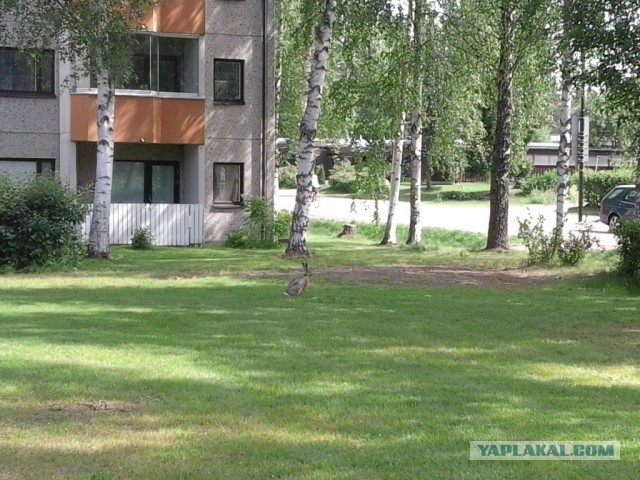 Живу в Хельсинки