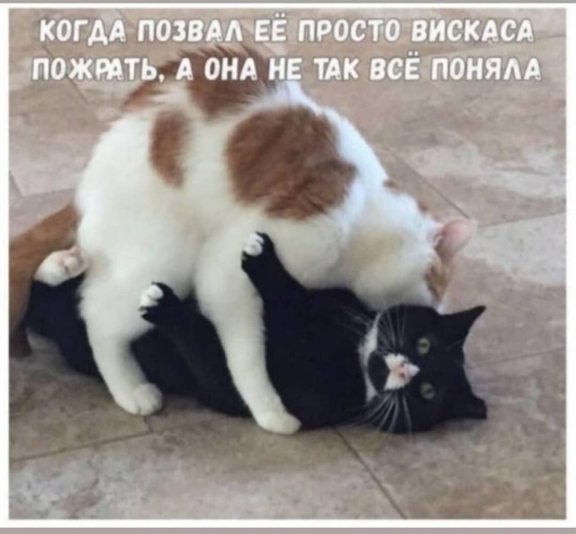 Весёлый полтишок 21.06.2021