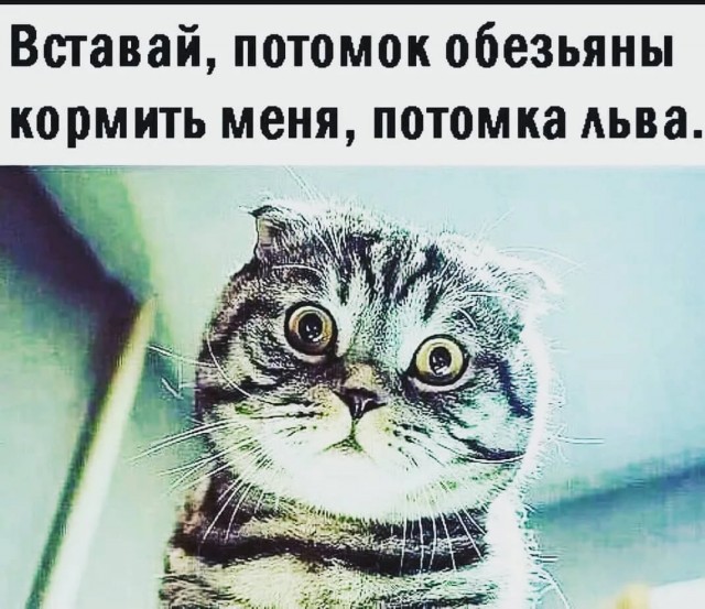 Кем нас считают кошки? Кто мы для них?