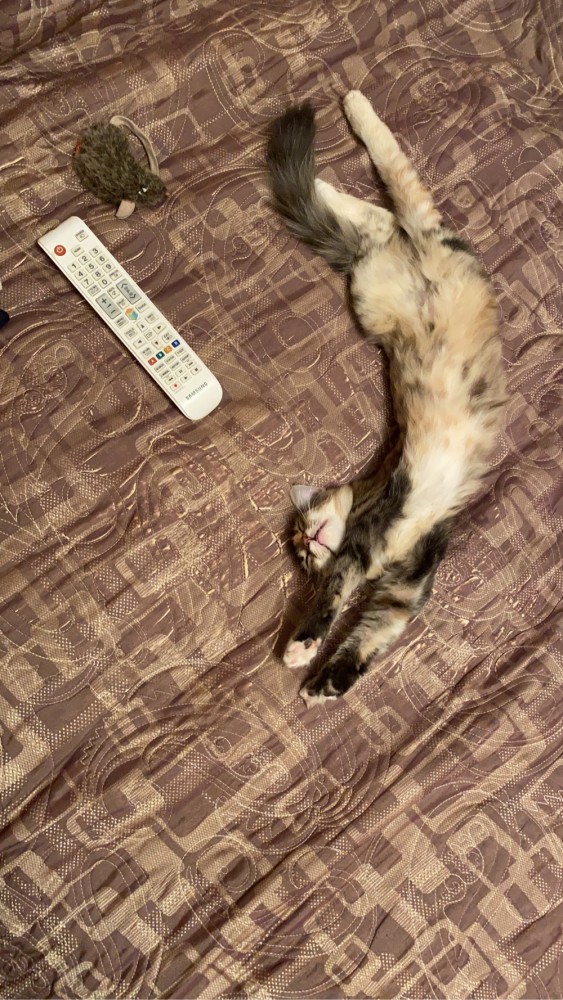 К котовторнику