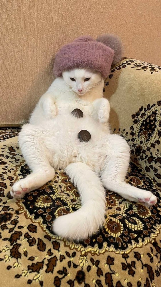 Первый котовторник 2022