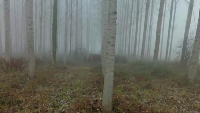 Потайная дверца...