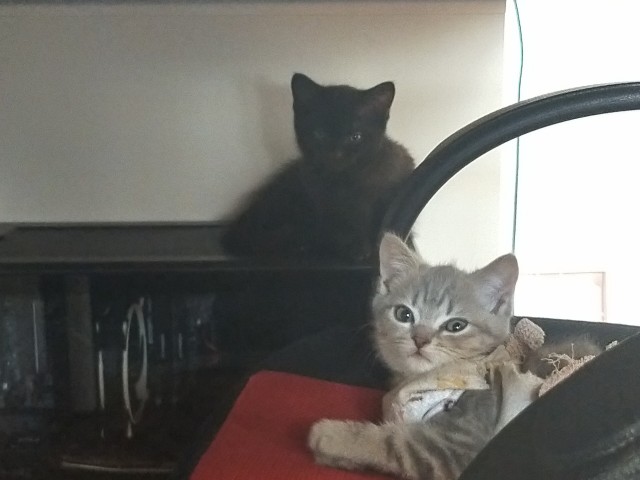 Котоферма