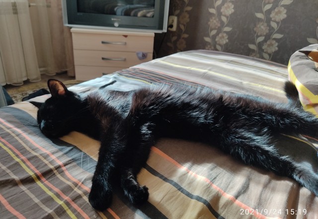 К котовторнику