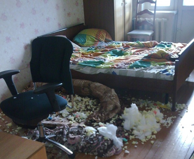 Подарок любимцу