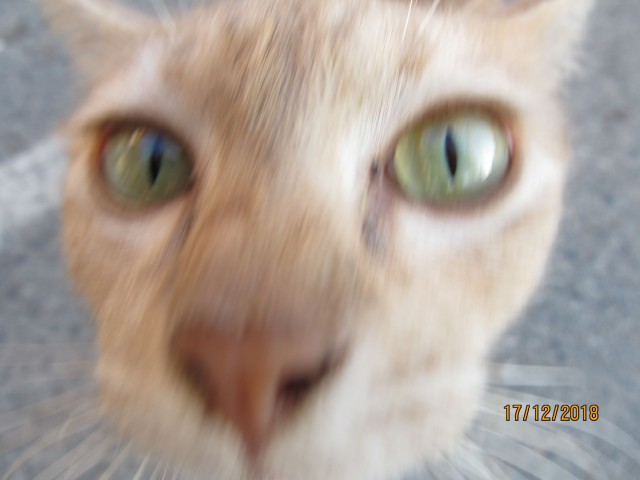 Котовторник 1.11.22