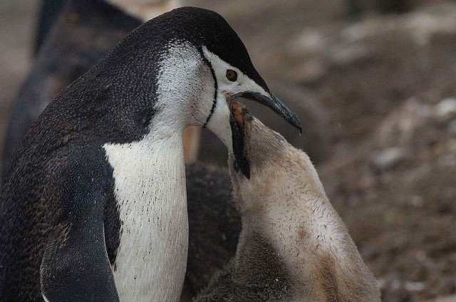 Северный ледовитый океан