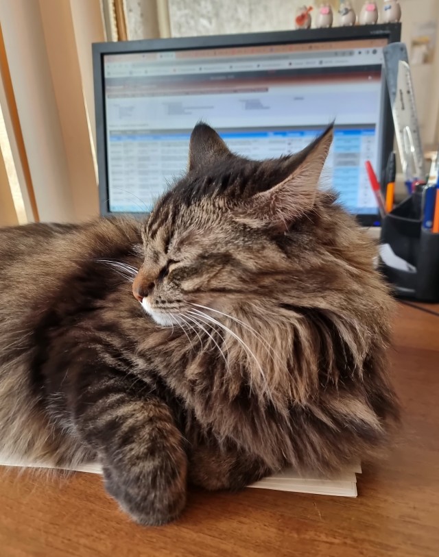Котовторник
