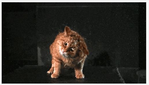 Котэ после душа