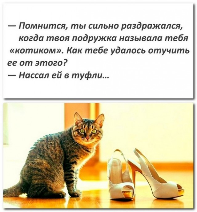 Анекдоты и шутЯПки с картинками