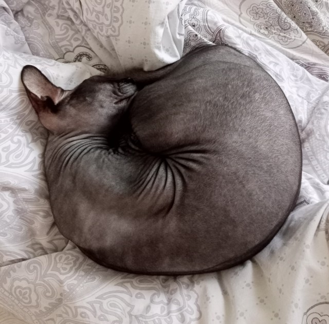 Моника