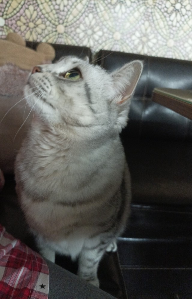 Кошкопортрет