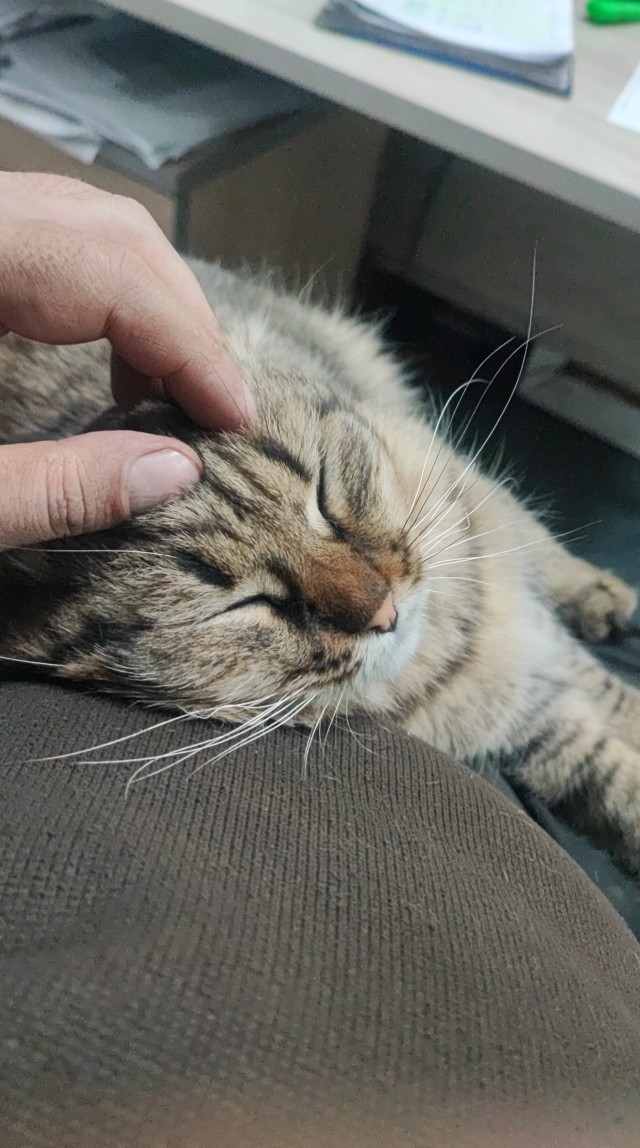 Всех с котовторником