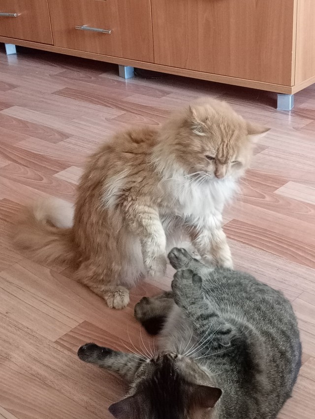 Сегодня отмечается День рыжего кота