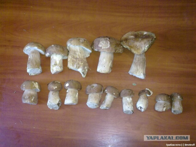 Поход за грибами,