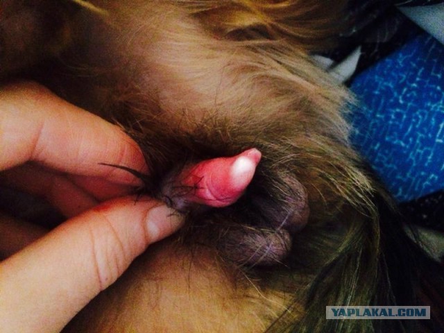 Осторожно, жесткие кадры! 18+