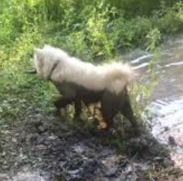 Самоед во всей красе