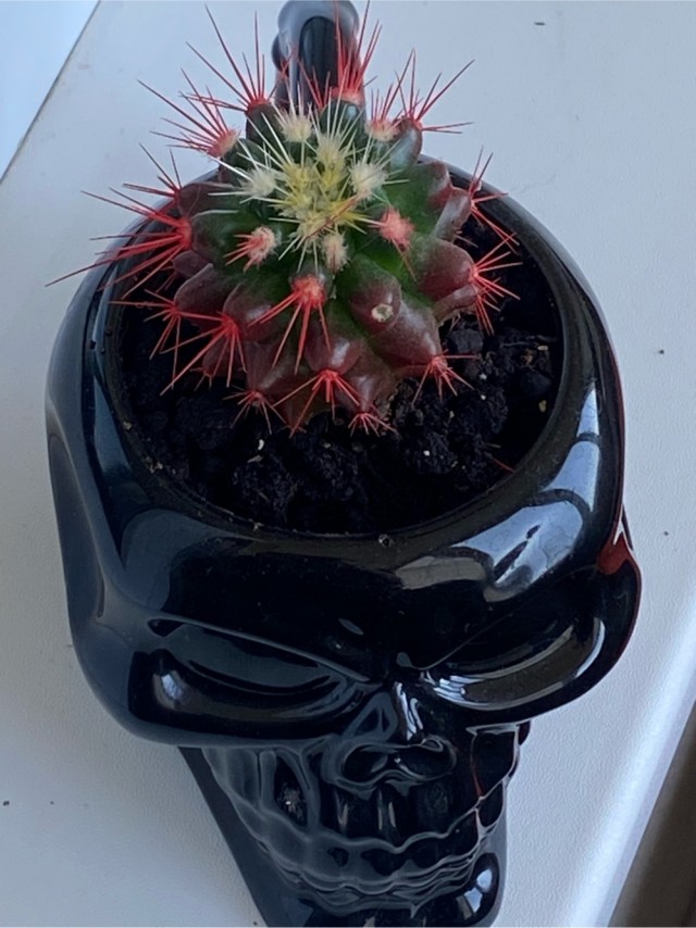 Приятель новый .