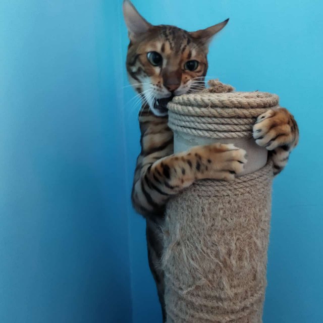 К котовторнику. Наш любимый плед.