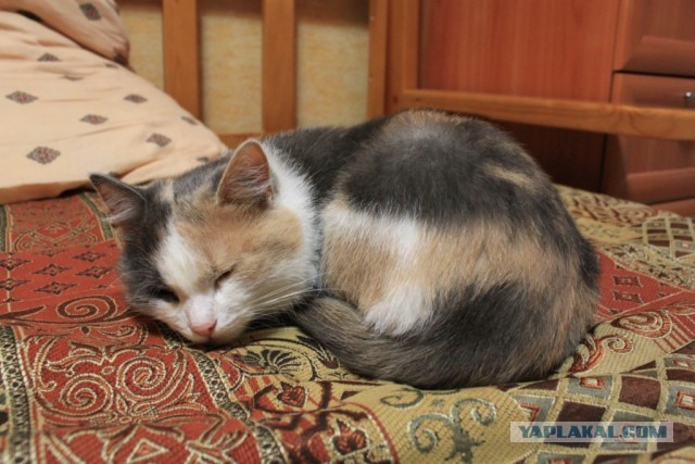 Котовторник 23.07.2013