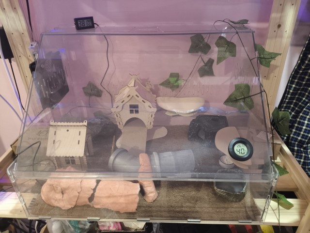 Ну, нет на Япе дня ящериц.