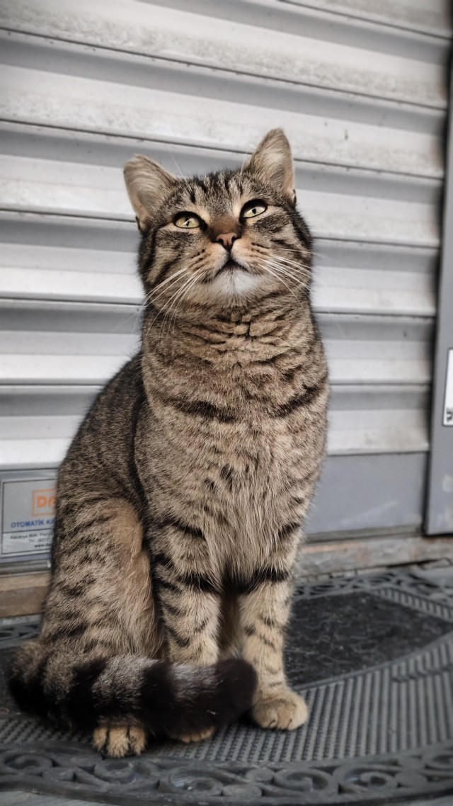 Уличные кошки Стамбула