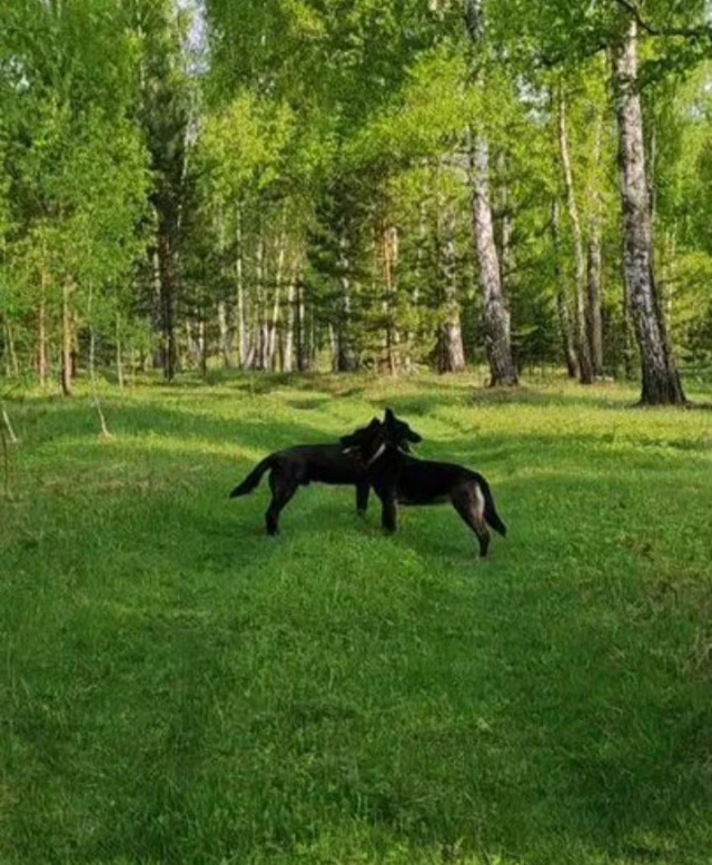 Вдруг кто захочет немецкого\восточноевропейского овчара завести.